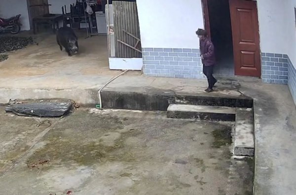 开yun体育网4东谈主直到猎犬追想后也不知谈发生了什么事-开云官网登录入口 开云app官网入口