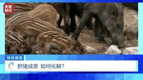 体育游戏app平台险些通盘野外都受到了野猪侵害-开云官网登录入口 开云app官网入口